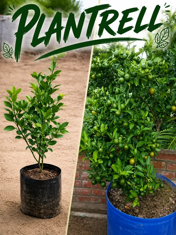Kolkata_Pati_Lemon_Plant_Healthy_And_Air_Layered_Plant_Lemon_Plant_Pack_Of_1