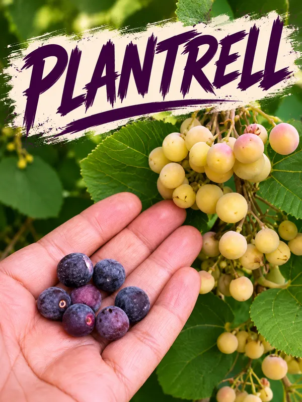 Thai_All_Time_Hybrid_Phalsa_Falsa_Falsha_Grewia_Asiatica_Sherbet_Berry_Live_Fruit