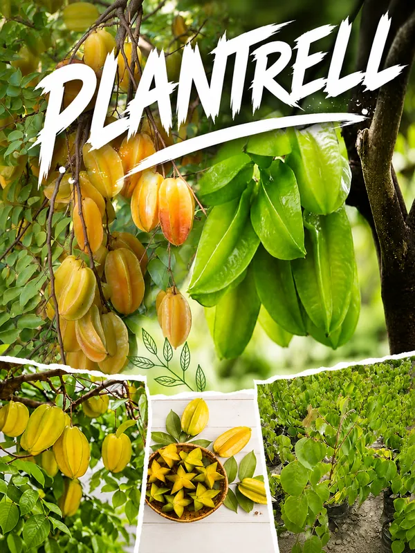 Sweet_Kamrak_Star_Fruit_Kamranga_Tree_Plant_Saplings_Hybrid_Grafted_Tree