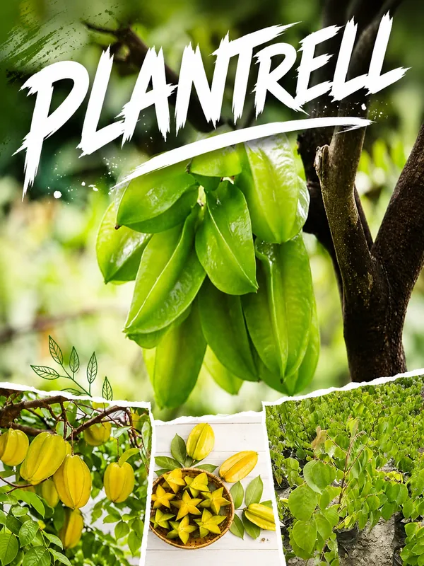Sweet_Kamrak_Star_Fruit_Kamranga_Tree_Plant_Saplings_Hybrid_Grafted_Tree