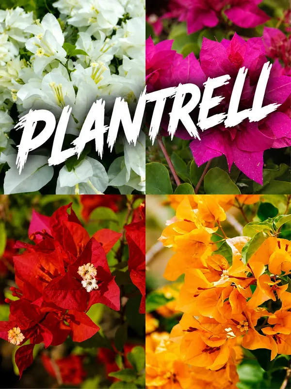 Bougainvillea_Plant_Indoor_Outdoor_Plant_Pack_Of_1