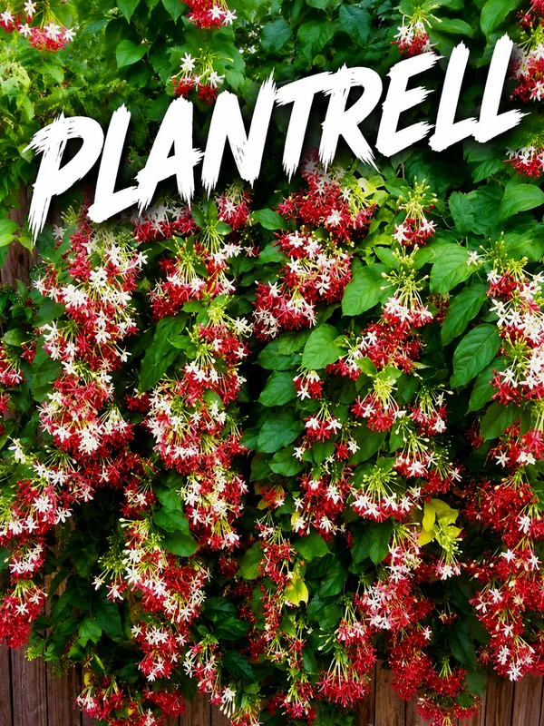 Modhumalati_Rangoon_Creeper_Live_Flowering_Vine_Combretum_Indicum_Fragrant_Climber_Plant