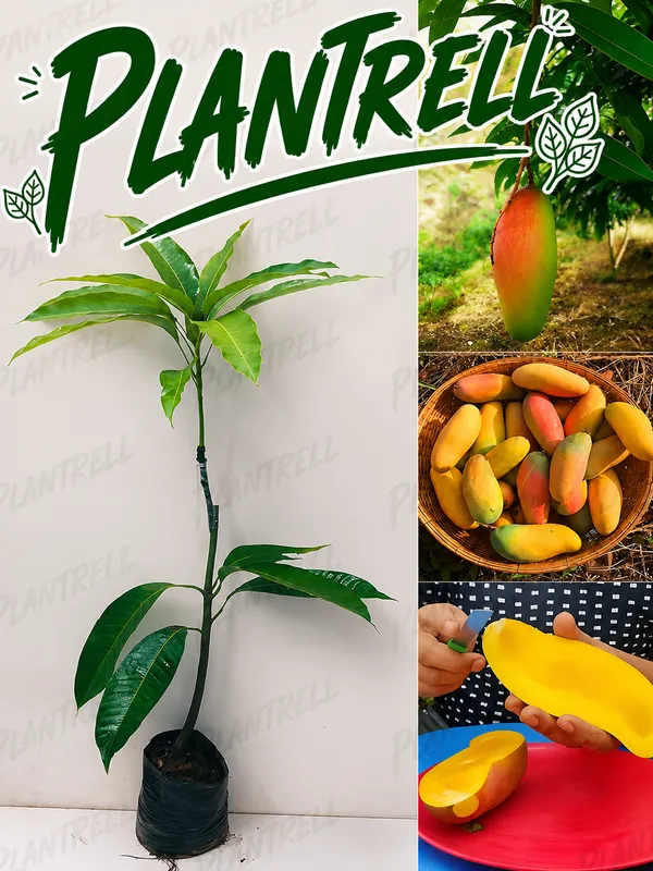 Red_Banana_Mango_Plant