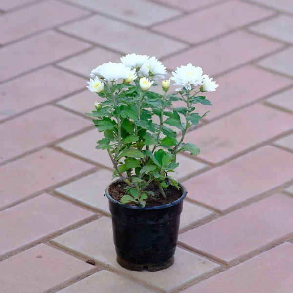 White_Chandramallika_Live_Flower_Plant_|_White_Chrysanthemum_Plant