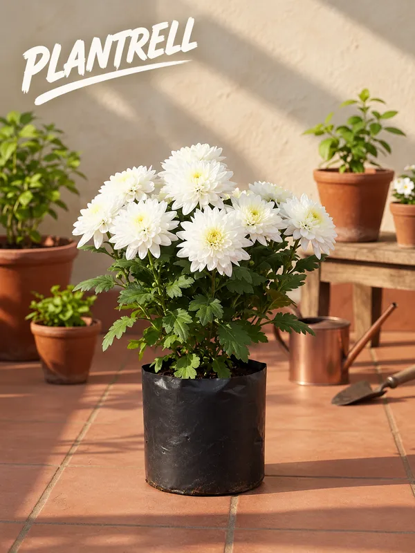 White_Chandramallika_Live_Flower_Plant_|_White_Chrysanthemum_Plant