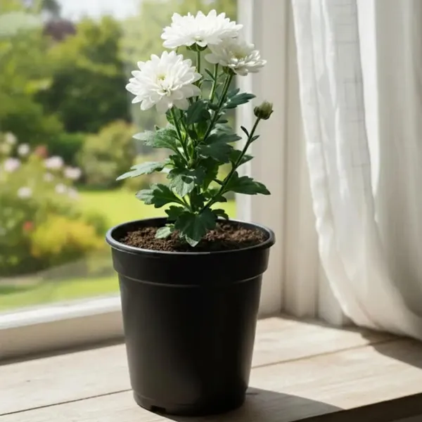 White_Chandramallika_Live_Flower_Plant_|_White_Chrysanthemum_Plant