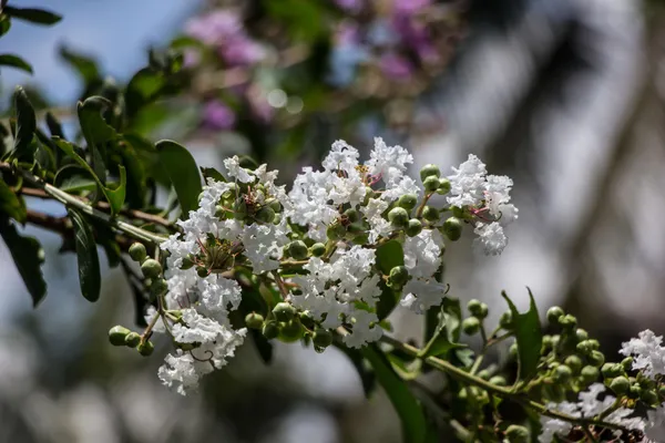 White_Tabebuia_Rosea_Live_Plant_|_White_Trumpet_Flower_Plant_|_Seasonal_Blooming_Ornamental_Tree