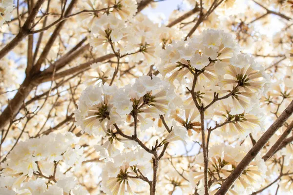 White_Tabebuia_Rosea_Live_Plant_|_White_Trumpet_Flower_Plant_|_Seasonal_Blooming_Ornamental_Tree