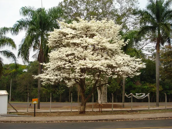 White_Tabebuia_Rosea_Live_Plant_|_White_Trumpet_Flower_Plant_|_Seasonal_Blooming_Ornamental_Tree