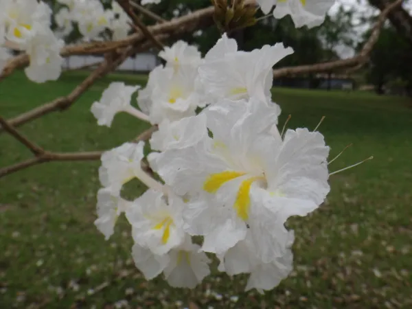 White_Tabebuia_Rosea_Live_Plant_|_White_Trumpet_Flower_Plant_|_Seasonal_Blooming_Ornamental_Tree