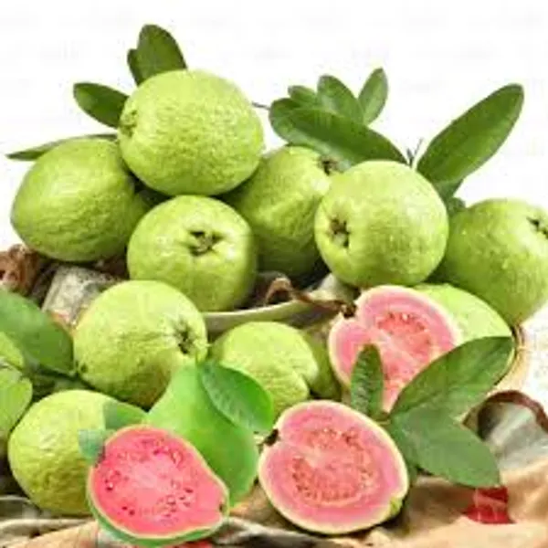 Amrood_Pink_Flesh_Lalit_Guava_Variety_Fruit_Grafted_Air_Layering_Plant