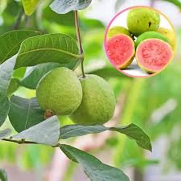 Amrood_Pink_Flesh_Lalit_Guava_Variety_Fruit_Grafted_Air_Layering_Plant