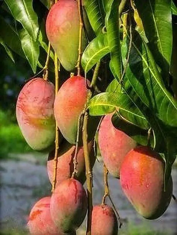 Gulab_Khas_Mango_Original_Grafted_Plant