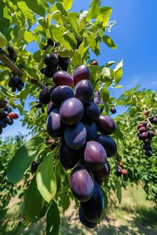 Plum_Plant_Prunus_Domestica_Aloo_Bukhara