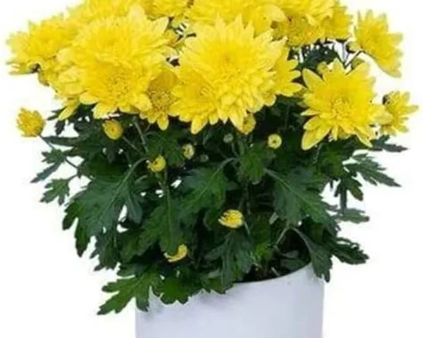 Yellow_Chandramallika_Live_Flower_Plant_|_Yellow_Chrysanthemum_Plant