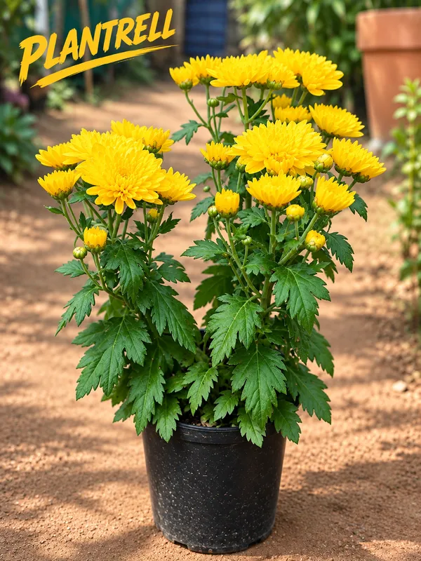 Yellow_Chandramallika_Live_Flower_Plant_|_Yellow_Chrysanthemum_Plant
