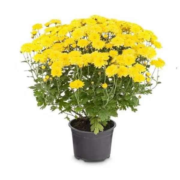 Yellow_Chandramallika_Live_Flower_Plant_|_Yellow_Chrysanthemum_Plant