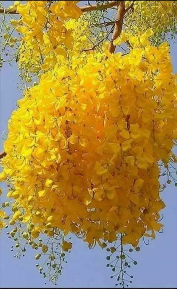Yellow_Tabebuia_Live_Plant_|_Golden_Trumpet_Flower_Plant_|_Yellow_Flower_Ornamental_Tree