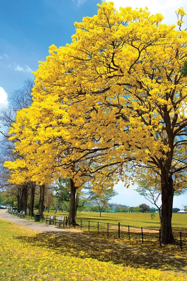 Yellow_Tabebuia_Live_Plant_|_Golden_Trumpet_Flower_Plant_|_Yellow_Flower_Ornamental_Tree