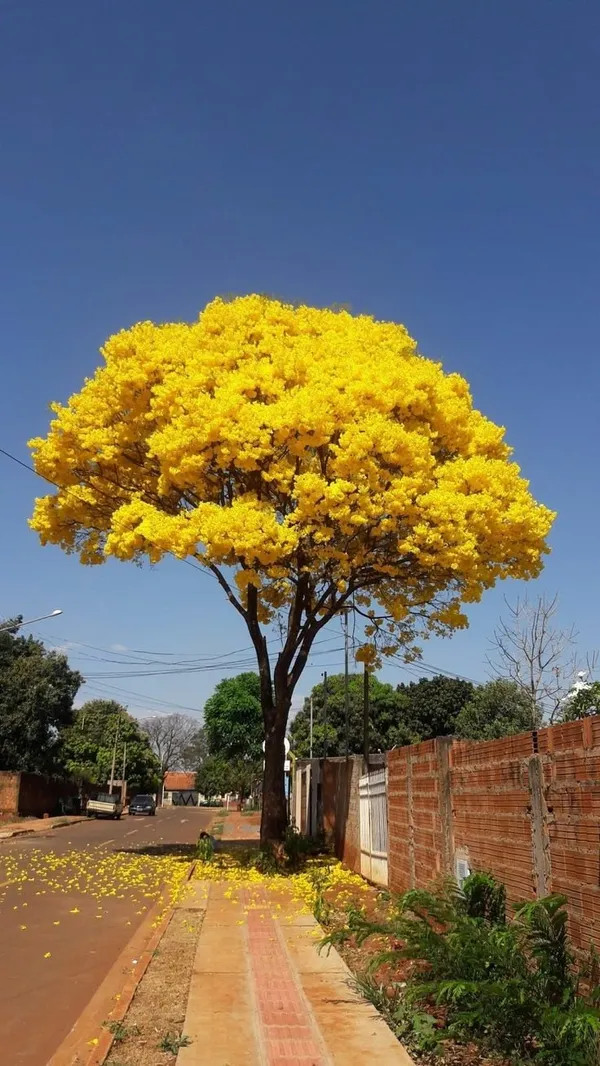 Yellow_Tabebuia_Live_Plant_|_Golden_Trumpet_Flower_Plant_|_Yellow_Flower_Ornamental_Tree