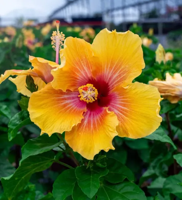 Yellow_And_Red_Hibiscus_Plant