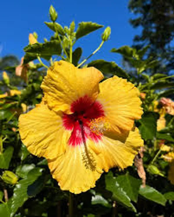 Yellow_And_Red_Hibiscus_Plant