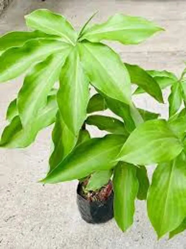 Insulin_Plant_for__Helthy_life