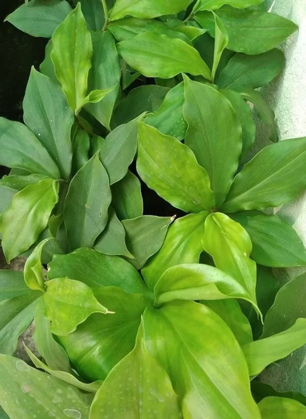 Insulin_Plant_for__Helthy_life