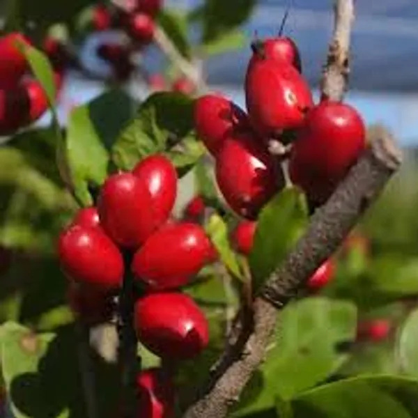 Miracle_Berry_Miracle_Fruit_Rare_Tropical_Bush_Fruit_1_Healthy_Plant