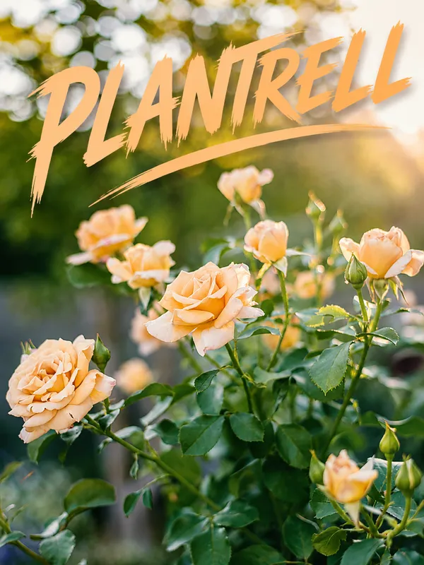 Honey_Dijon_Rose_Flower_Plant_Rare_Mustard_Yellow_Rose_Live_Garden_Rose_Plant