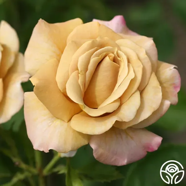 Honey_Dijon_Rose_Flower_Plant_Rare_Mustard_Yellow_Rose_Live_Garden_Rose_Plant