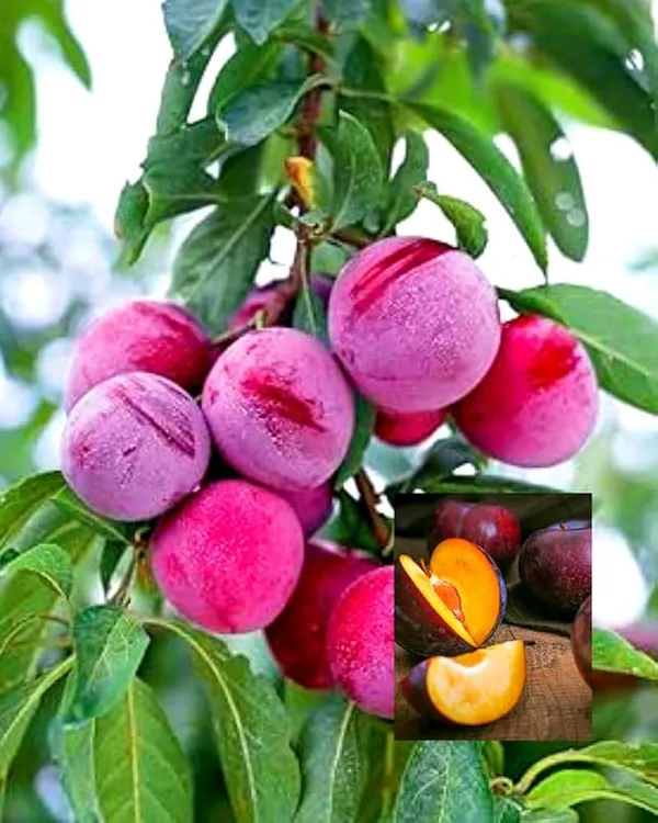 Alubokhra_Live_Fruit_Plant_And_Tree