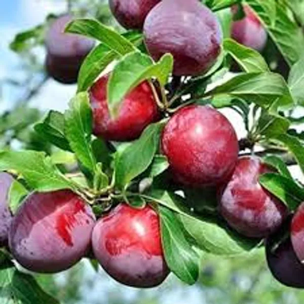 Alubokhra_Live_Fruit_Plant_And_Tree