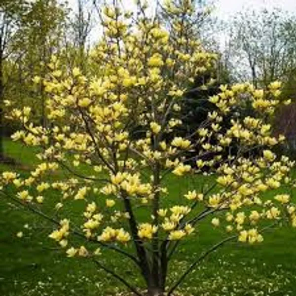 Yellow_Magnolia_Plant_Live_Golden_Magnolia_Flowering_Tree_Rare_Ornamental_Plant
