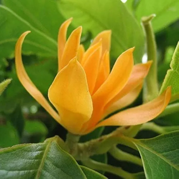 Yellow_Magnolia_Plant_Live_Golden_Magnolia_Flowering_Tree_Rare_Ornamental_Plant