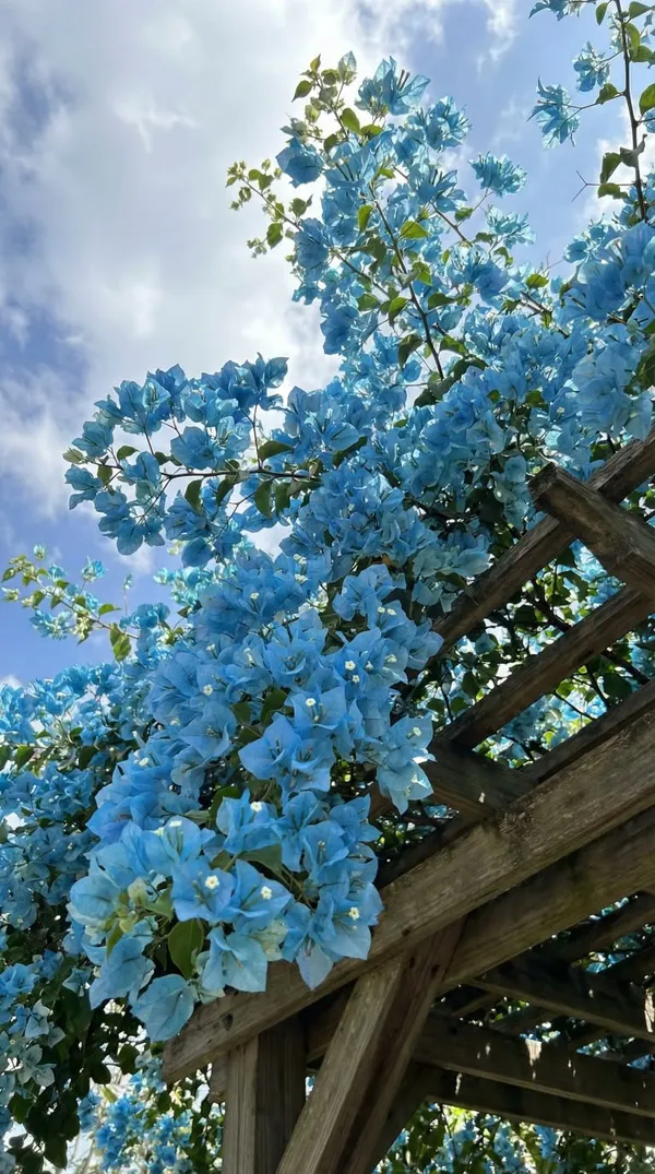 Blue_Bougainvillea_Plant_For_Garden