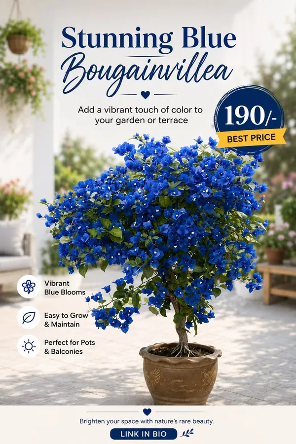 Blue_Bougainvillea_Plant_For_Garden