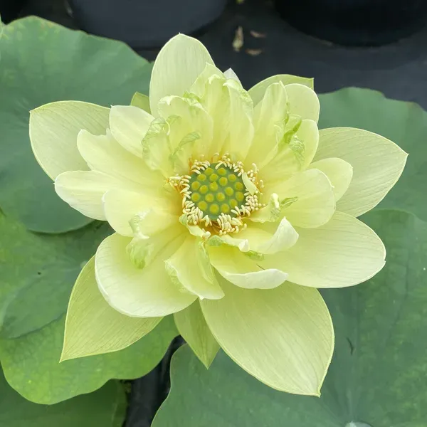 Elegant_Yellow_Green_Maiden_Lotus__Live_Plant_