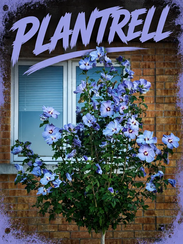Blue_Chiffon_Hibiscus_plant