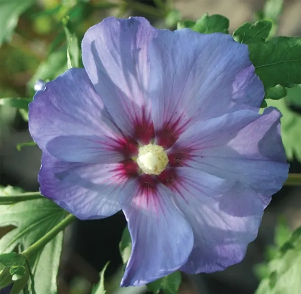 Blue_Chiffon_Hibiscus_plant