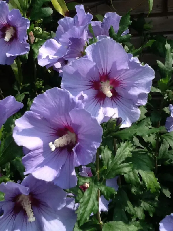 Blue_Chiffon_Hibiscus_plant