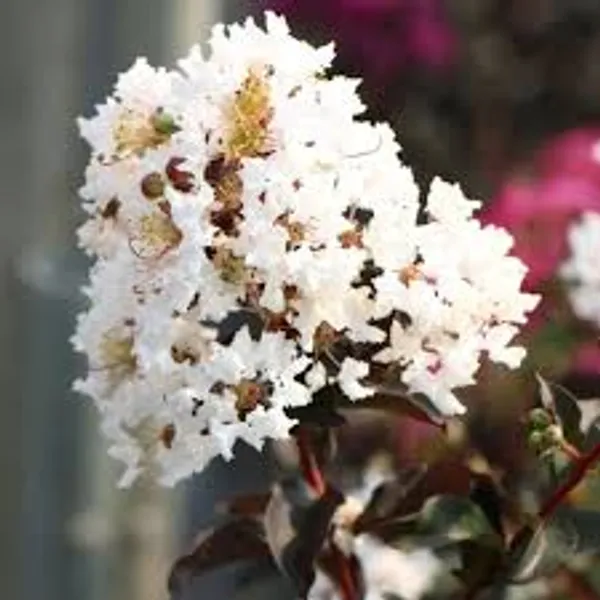 Lunar_Black_Diamond_Crape_Myrtle_White_Lagerstroemia_Plant