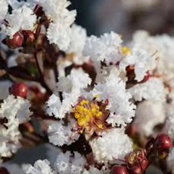 Lunar_Black_Diamond_Crape_Myrtle_White_Lagerstroemia_Plant
