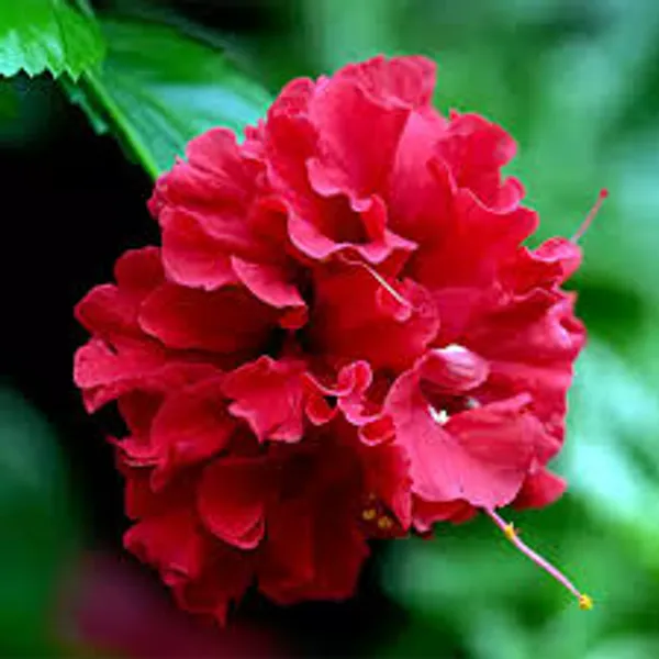 Red_Double_Layered_Hibiscus_Flower_Plant