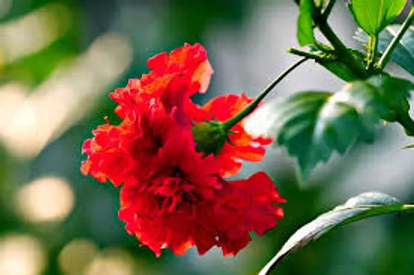 Red_Double_Layered_Hibiscus_Flower_Plant