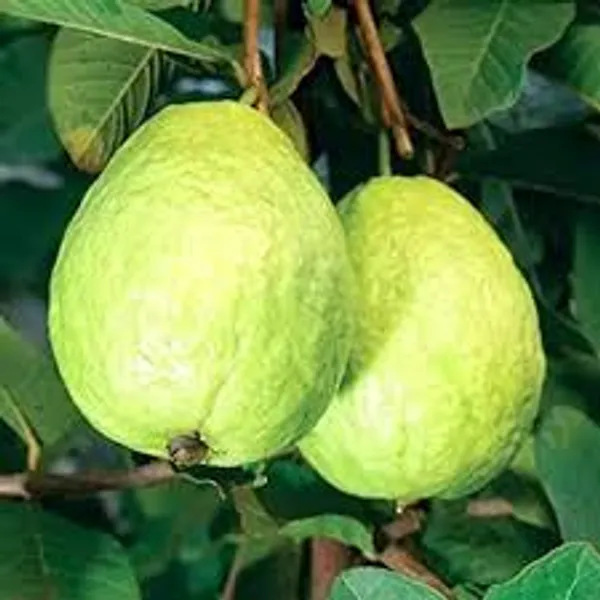 Thai_7_Guava_Plant_For_Gardening