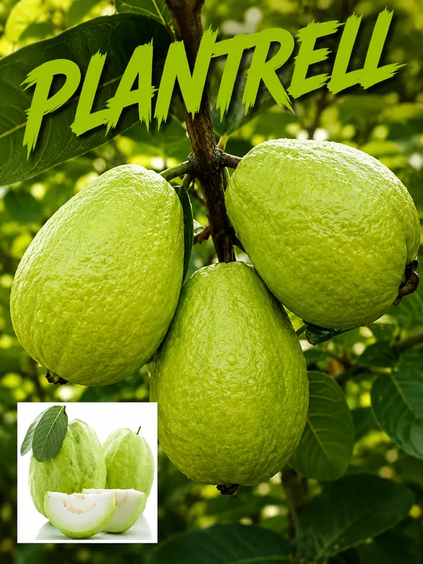 Thai_7_Guava_Plant_For_Gardening