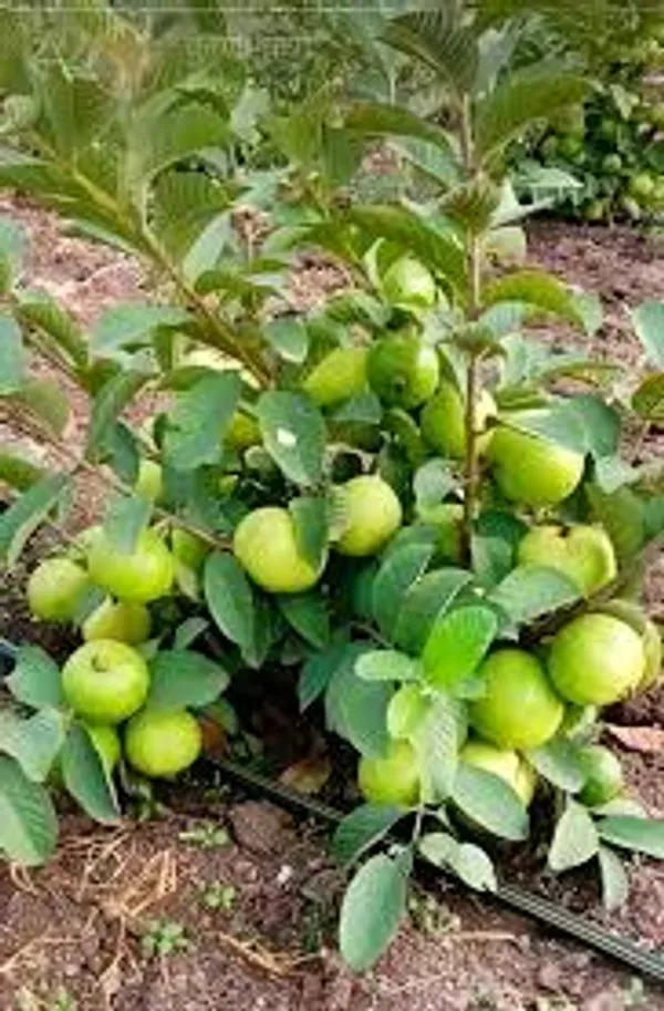Thai_7_Guava_Plant_For_Gardening