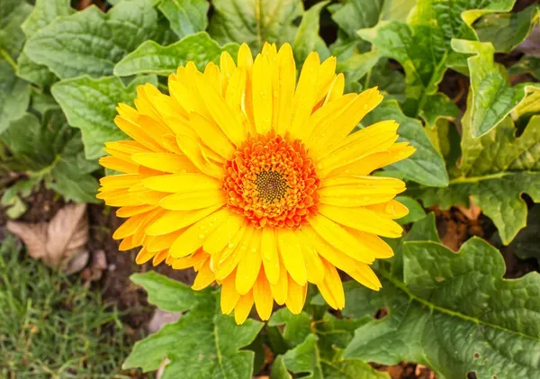 Sunny_Yellow_Gerbera_Plant_Cheerful_Blooming_Beauty