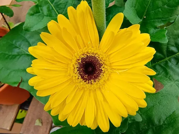 Sunny_Yellow_Gerbera_Plant_Cheerful_Blooming_Beauty